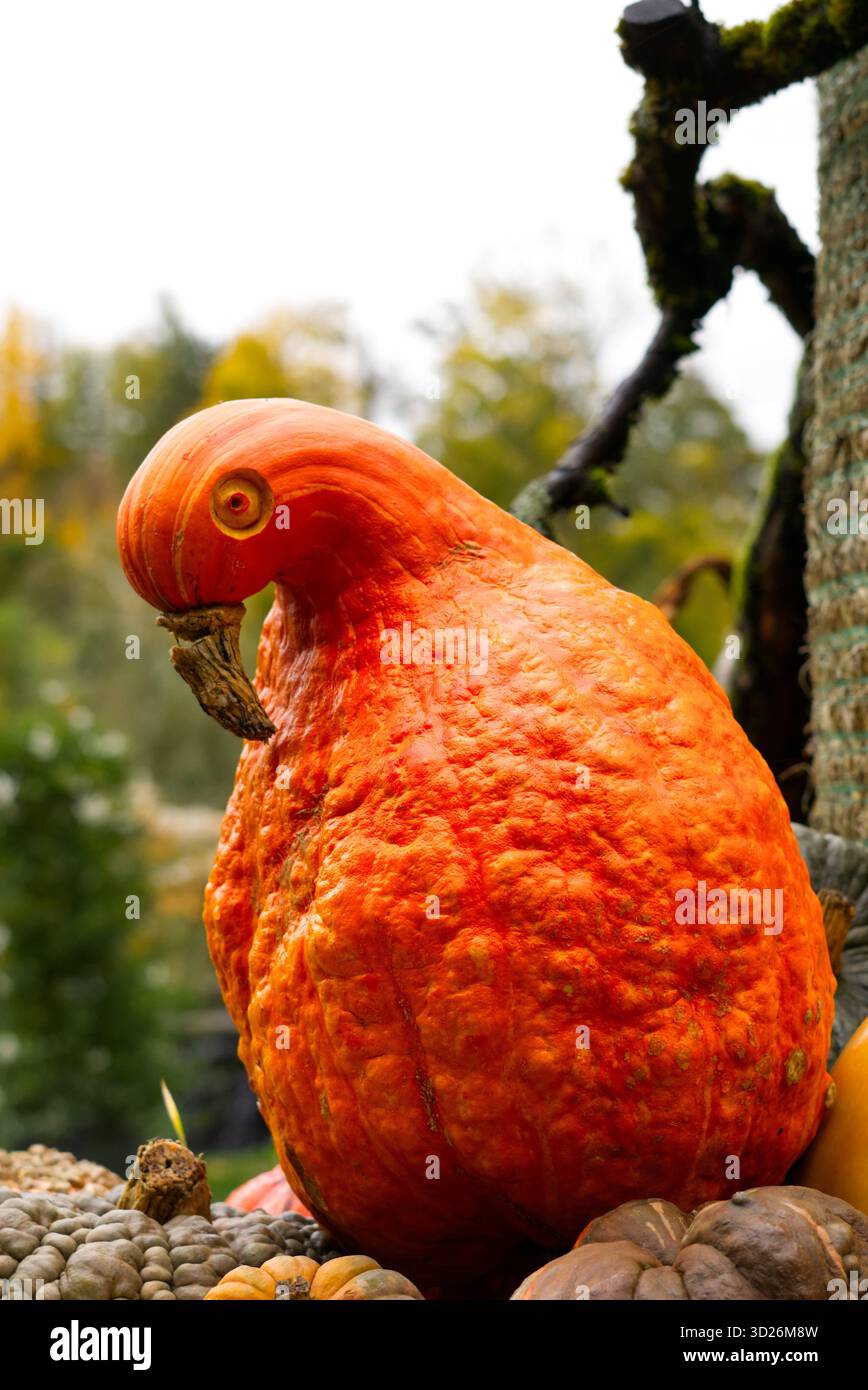 Ein Vogel aus einem Kürbis Stockfoto