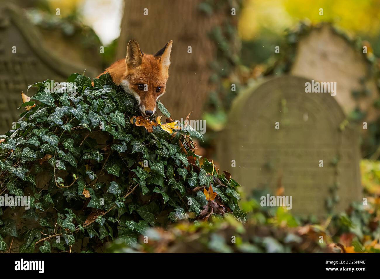 Rotfuchs (Vulpes vulpes) hat seinen Kopf im Efeu Stockfoto
