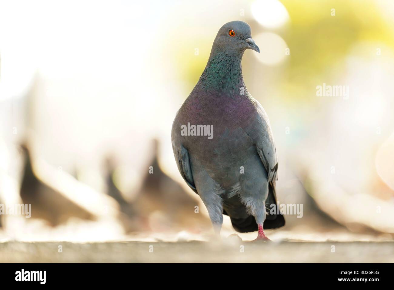 Taube im Park, grauer Vogel mit schillernden Federn im Sonnenlicht Stockfoto