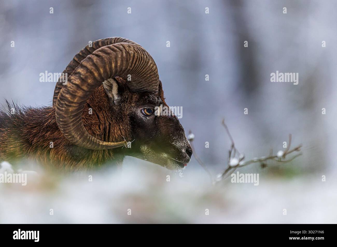 Der Europäische Mufflon (Ovis aries musimon) hat eine gebrochene Stirn Stockfoto