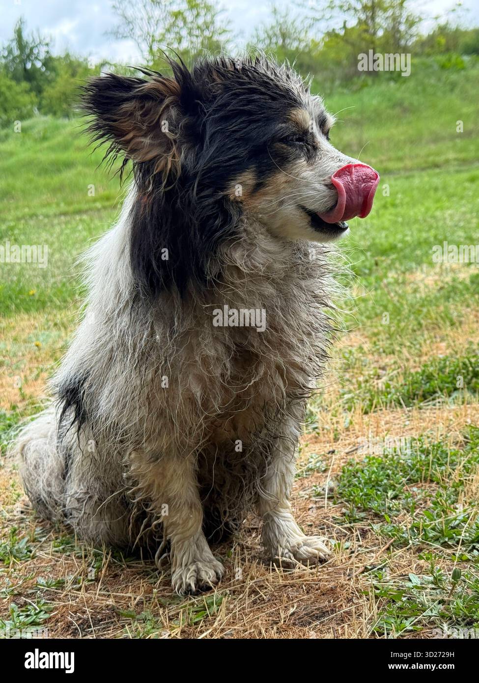 Ein sehr dreckiger Hund leckt sich die Zunge in die Nase Stockfoto