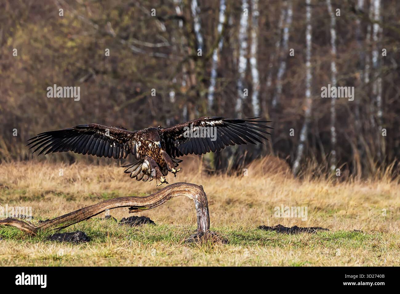 Seeadler (Haliaeetus albicilla), der auf einem Ast auf dem Boden sitzt Stockfoto