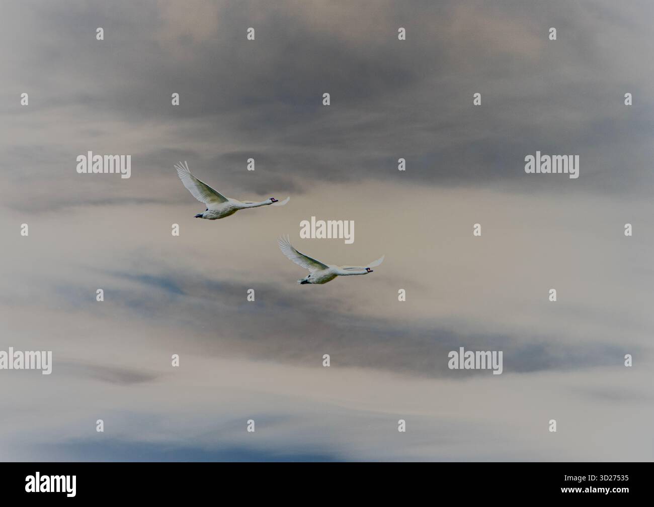 Zwei Schwäne, die anmutig in Formation über einen verwaschenen Himmel fliegen, scheinbar klar über ihr Ziel Stockfoto