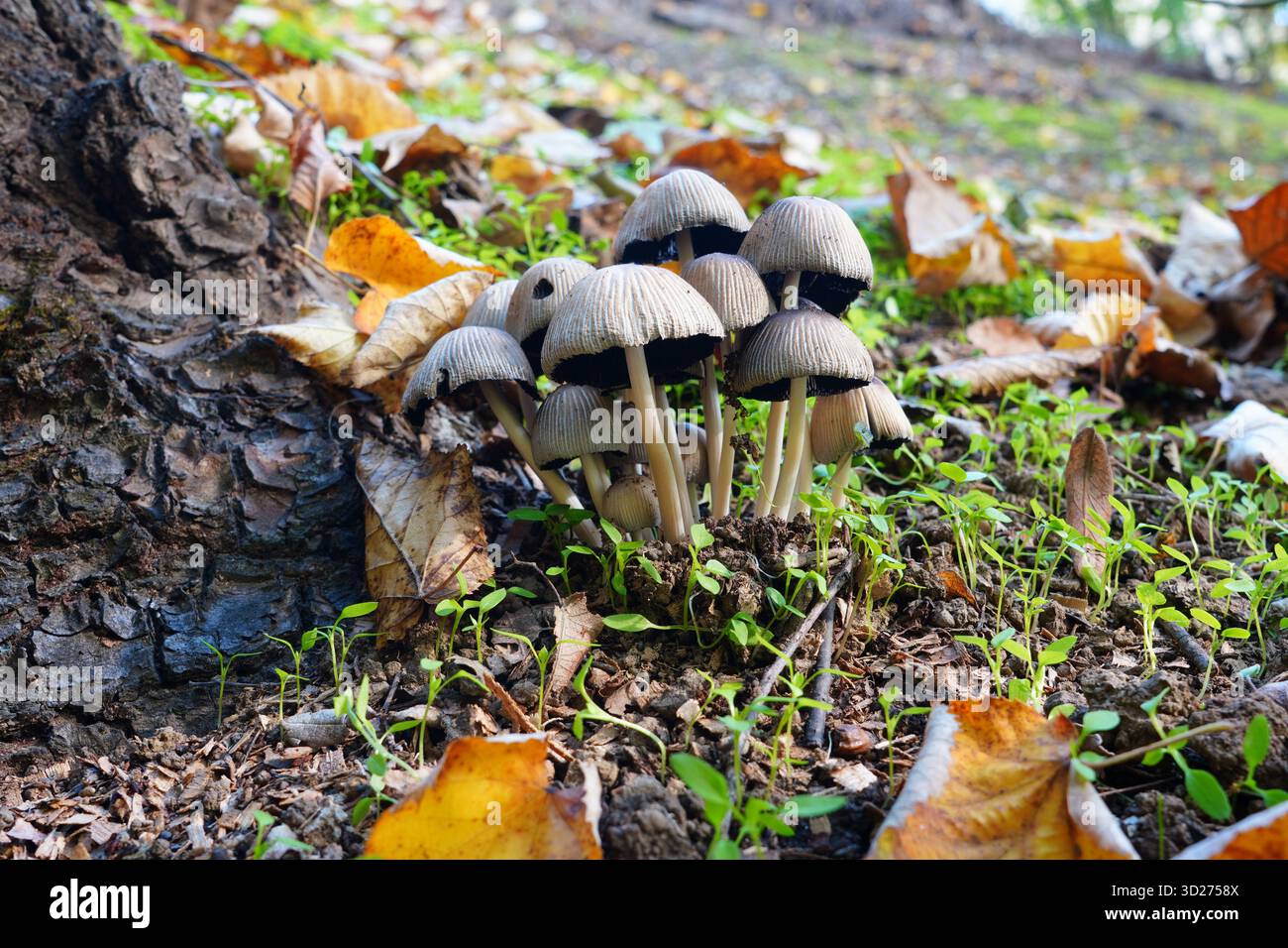 Die Nahaufnahme von Coprinellus disseminatus (Feen-Inkcap) Wildwaldpilzen Stockfoto