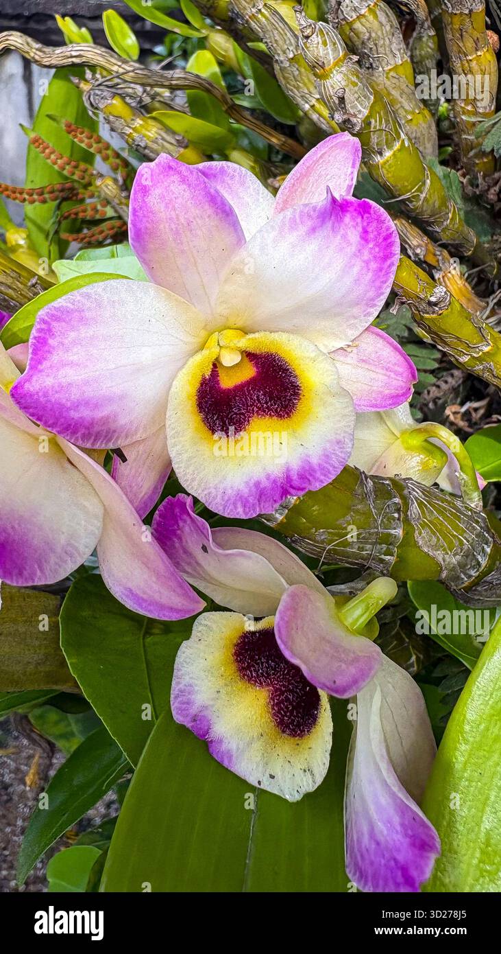 Orchidee (Orchidaceae), eine Blume aus der Familie der Angiosperm, mit den vorherrschenden Farben Gelb, Violett und weiß vor einem unscharfen grünen Hintergrund Stockfoto