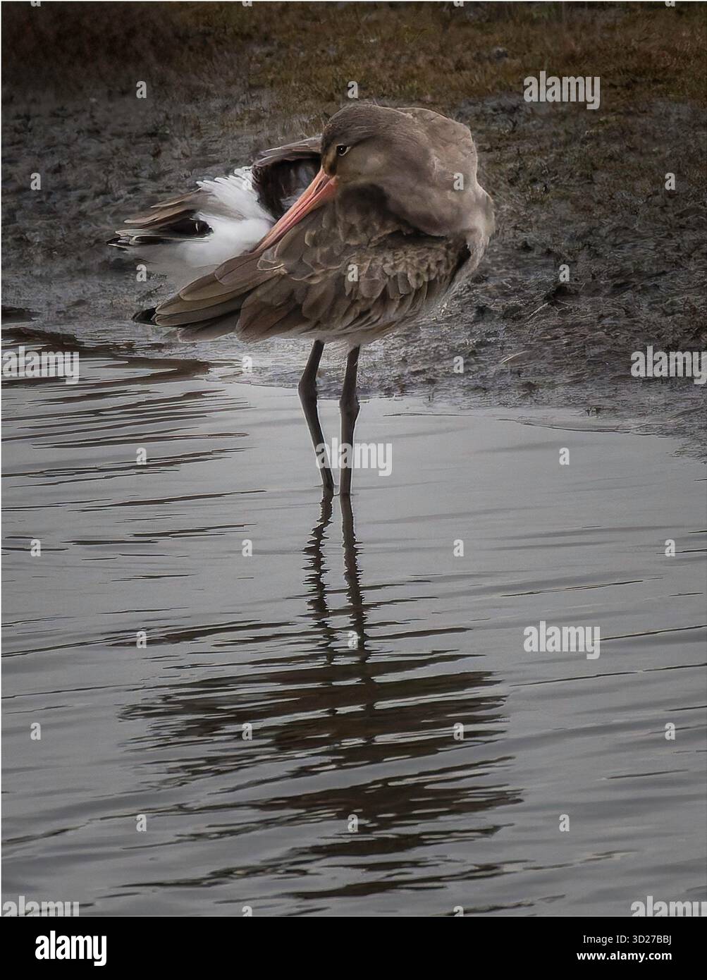 Ein Barschwanzgodwit (Limosa lapponica), der seine Federn am Rande eines Gezeitenpools vorspreizt, mit charakteristischem, vergittertem Schwanz und rosa Schnabel. Capt Stockfoto