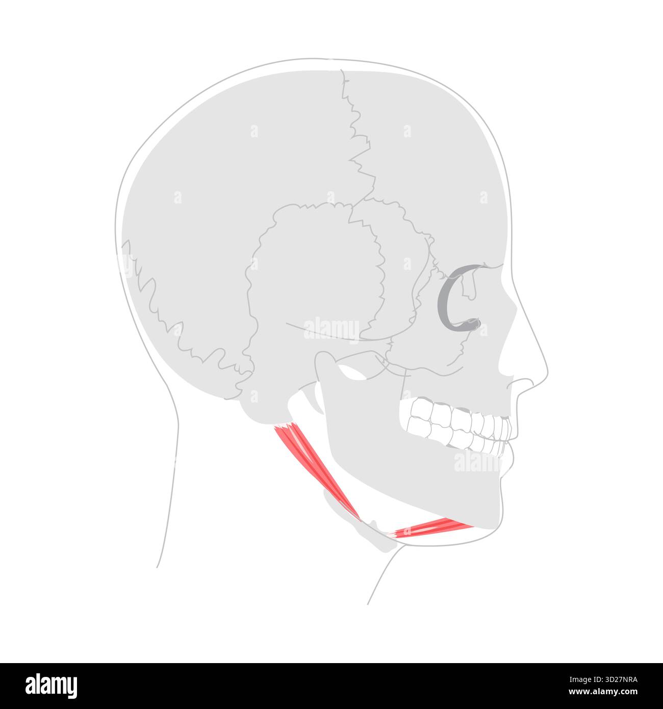 Digastric anterior posterior Bauch - Oberer Abschnitt des suprahyoidalen Muskels dargestellt in detaillierter Tabelle, hilft bei der Öffnung des Kiefers und erhöht den hyoidalen Knochen, wichtig für die medizinische Lehre Stock Vektor