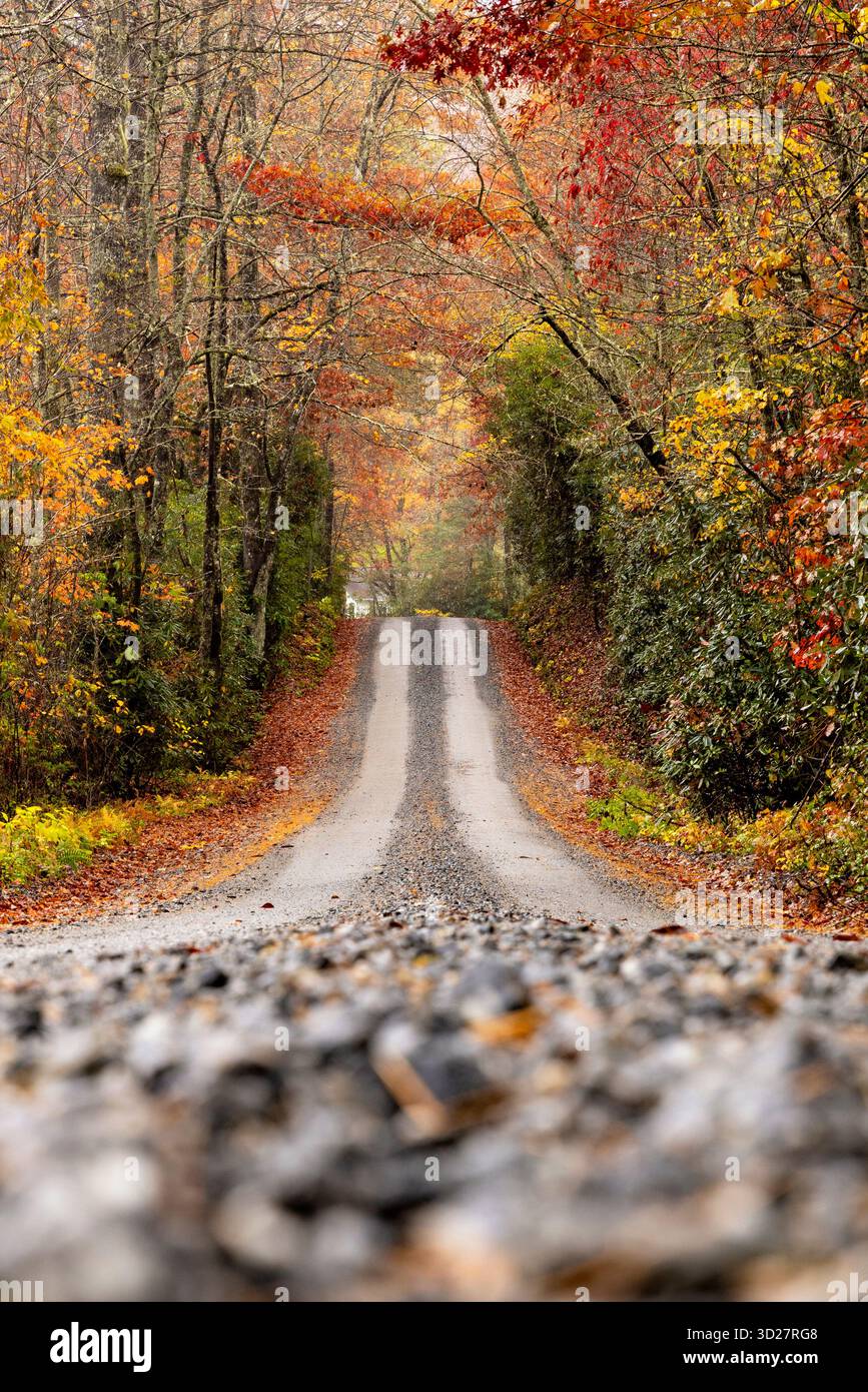 Straße durch rostiges Herbstlaub - in der Nähe von Brevard, North Carolina, USA Stockfoto