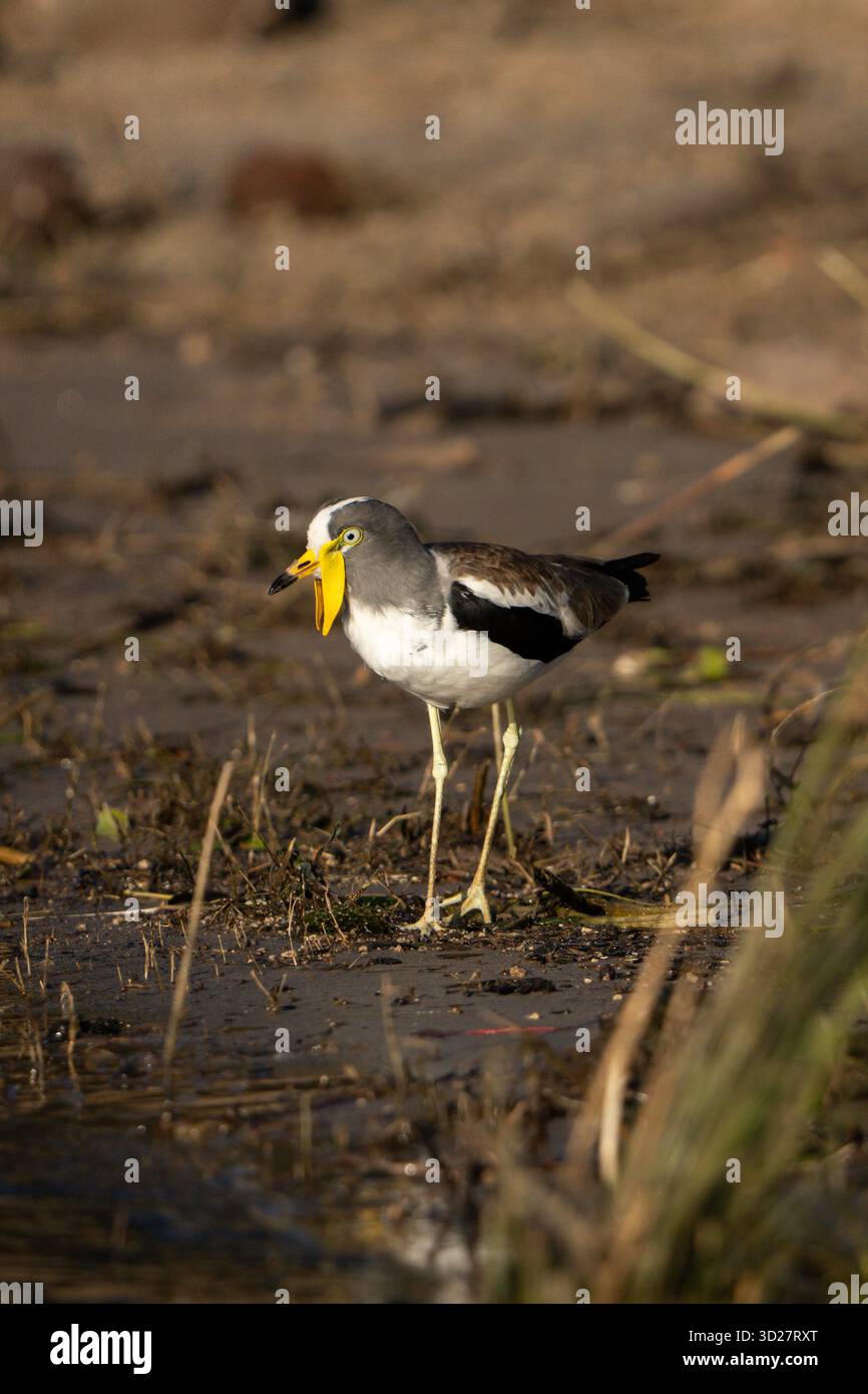 Weißgekrönter Kiebitz (Vanellus albiceps) in der Nähe des Chobe River in Botswana Stockfoto