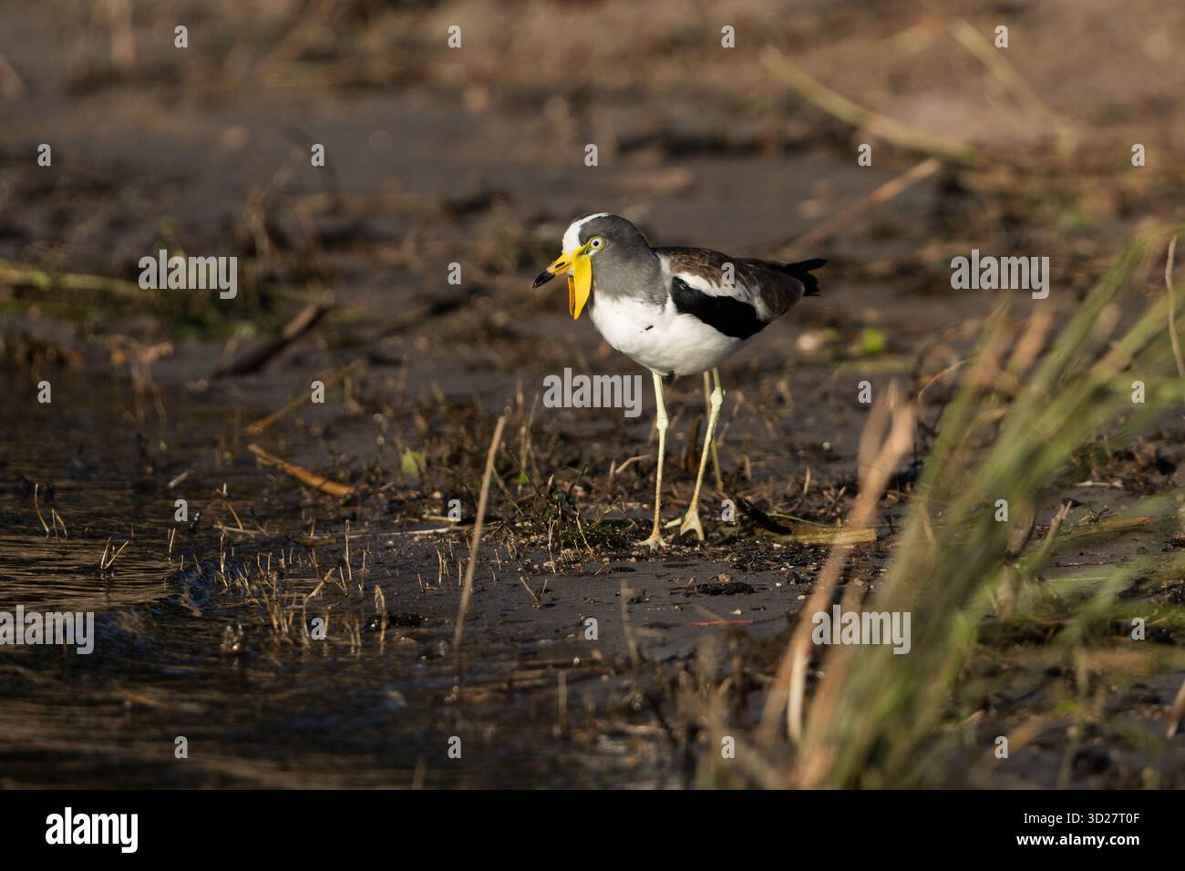 Weißgekrönter Kiebitz (Vanellus albiceps) in der Nähe des Chobe River in Botswana Stockfoto