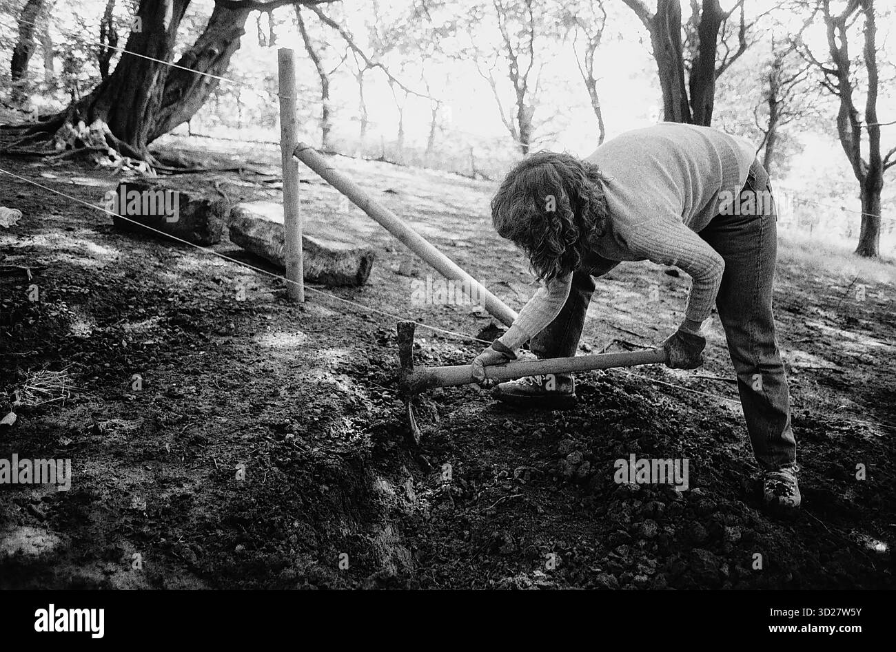Das Bild zeigt einen Freiwilligen, der an der ersten internationalen Servicereise des Sierra Club in England teilnimmt. Die Einzelperson ist gezeigt, indem sie eine terrassierte Steigung mit Holzstützen konstruiert. Die Szene findet in einem bewaldeten Gebiet statt, was auf Umweltschutzmaßnahmen hindeutet. Stockfoto