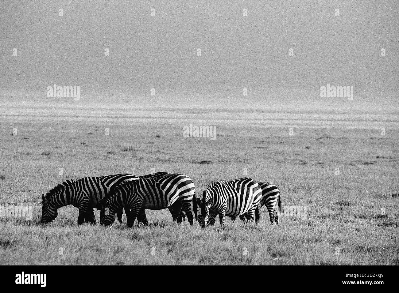 Eine Familie von Zebras weidet in der weiten, flachen Landschaft des Nagorongoro-Kraters-Nationalparks in Tansania. Die legendäre vulkanische Caldera bietet eine dramatische Kulisse für diese Szene der Tierwelt in ihrem natürlichen Lebensraum. Stockfoto