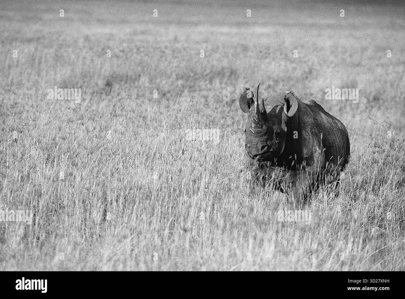 Das Schwarzweißbild zeigt ein Nashorn, das im hohen Gras des Ngorongoro Crater National Park in Tansania weidet. Der Krater, ein UNESCO-Weltkulturerbe, ist bekannt für seine vielfältige Tierwelt und einzigartige geologische Formationen. Das Nashorn ist wachsam und vermisst seine Umgebung in dieser berühmten afrikanischen Landschaft. Stockfoto