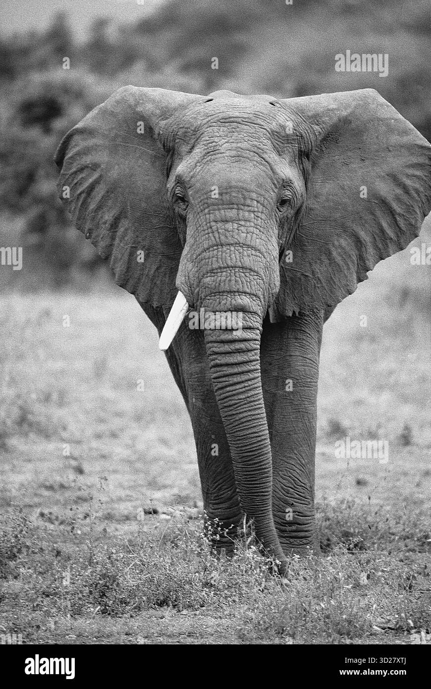 Ein prächtiger afrikanischer Elefant steht im Lake Manyara National Park in Tansania. Das ikonische Tier, das sich durch seine riesigen Ohren und seine faltige Haut auszeichnet, wird in einem auffälligen Schwarz-weiß-Bild festgehalten, das die raue Schönheit der tansanischen Landschaft unterstreicht. Der Lake Manyara National Park ist bekannt für seine vielfältigen Tierpopulationen, einschließlich großer Elefantenherden, und ist somit ein erstklassiger Ort für Safarifans. Stockfoto