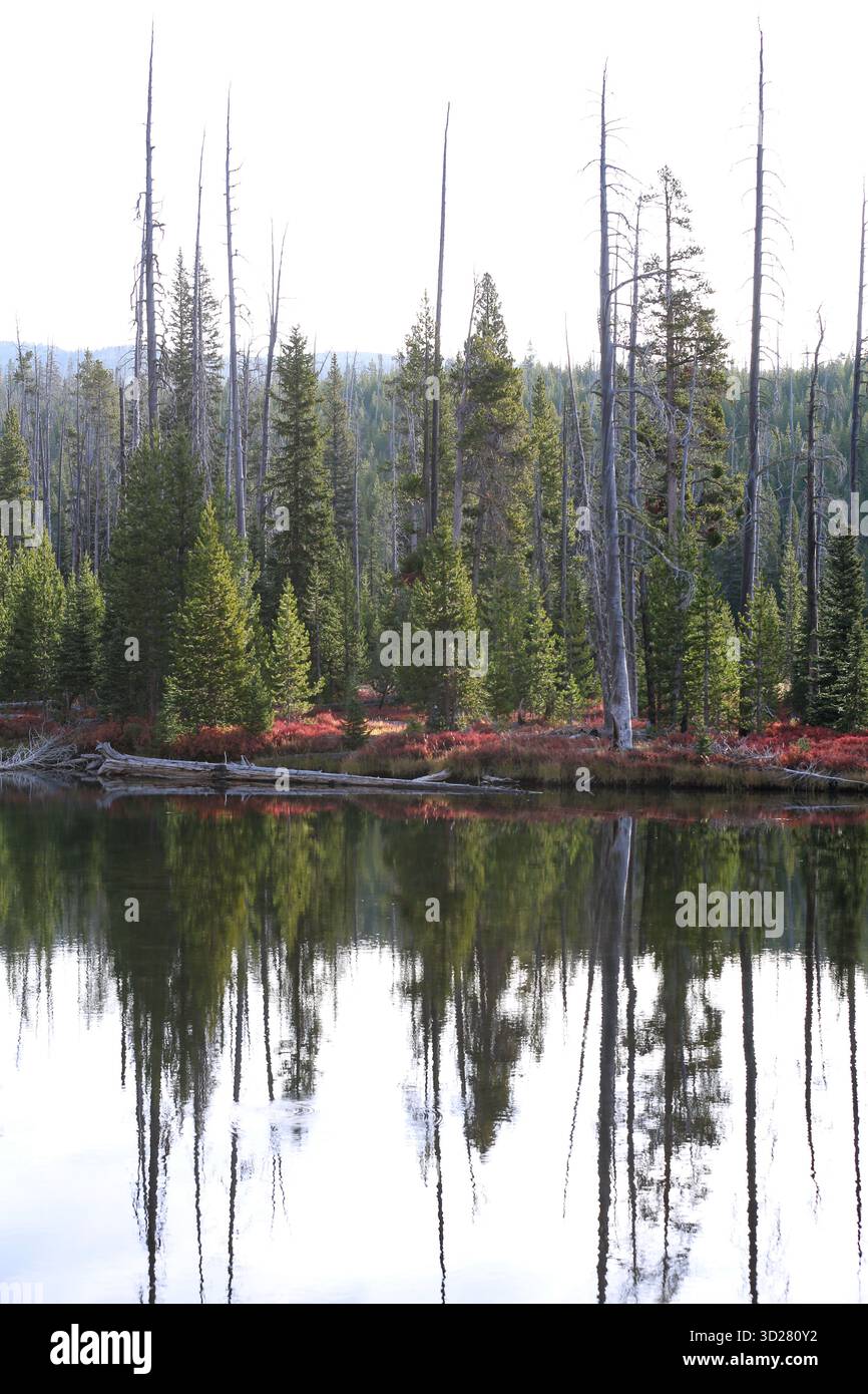 Farbenprächtiges Herbstlaub umgibt einen friedlichen See mit hohen Bäumen, die bewacht werden. Die Reflexion auf dem ruhigen Wasser schafft eine perfekte Szene. IT-Erfassung Stockfoto