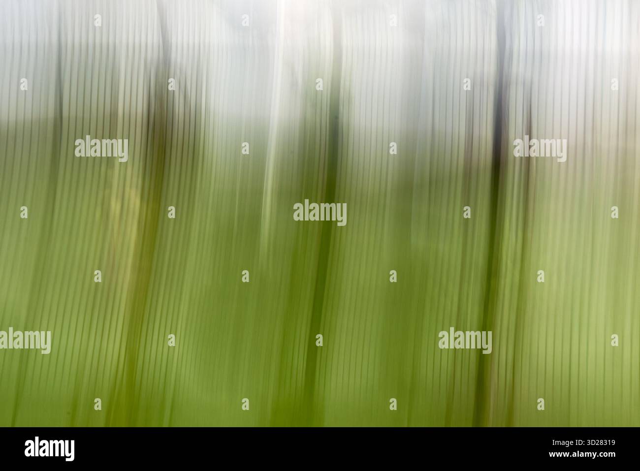 Üppig grüne Pflanzen stehen hoch vor einem sanft verschwommenen Hintergrund und schaffen eine Atmosphäre der Ruhe. Das sanfte Lichtspiel verleiht dem ein weiches Aussehen Stockfoto
