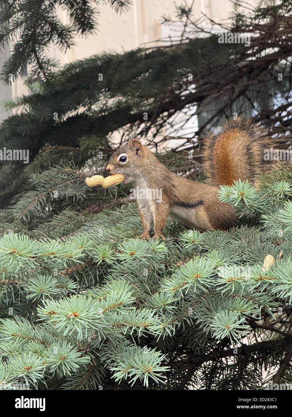 Eichhörnchen mit Erdnuss in Kiefer - Smartphone-aufgenommenes Stockfoto