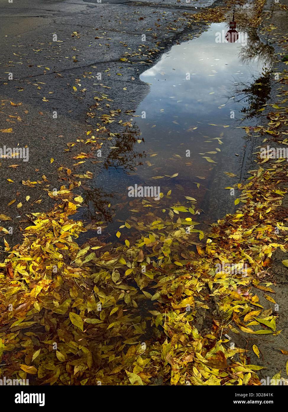 Herbst-Szene - Smartphone-aufgenommenes Stockfoto