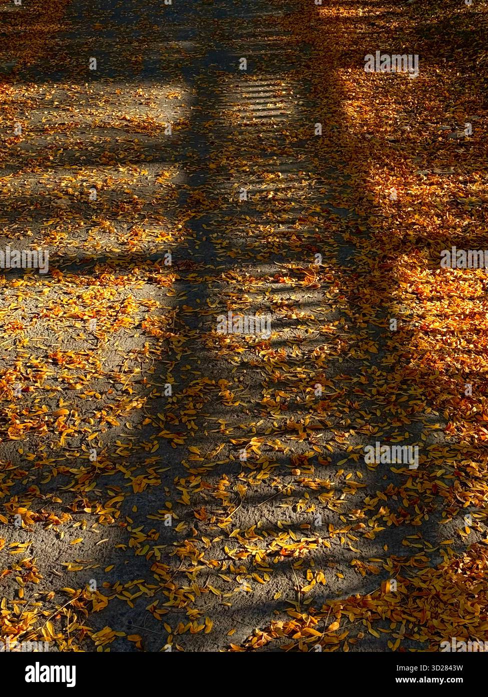 Herbst und gefallene Blätter - Smartphone-aufgenommenes Stockfoto