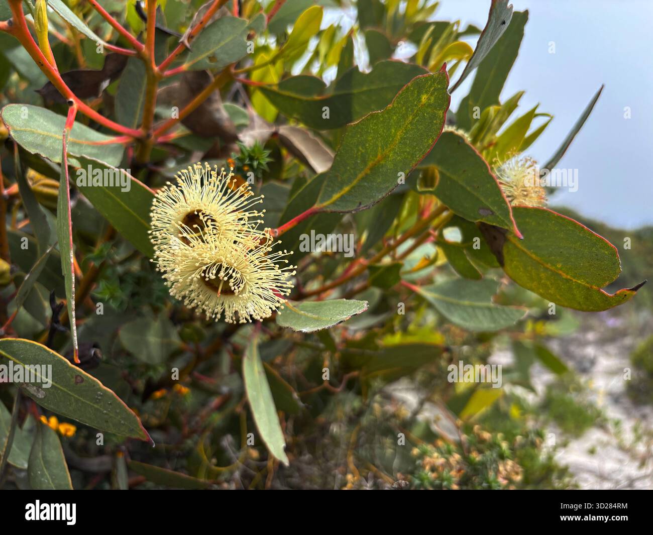 Blühender Eukalyptus (E. cosmophylla?) Neben der Piste befindet sich das private Naturreservat Whalers' Way, Eyre Peninsula, South Australia Stockfoto