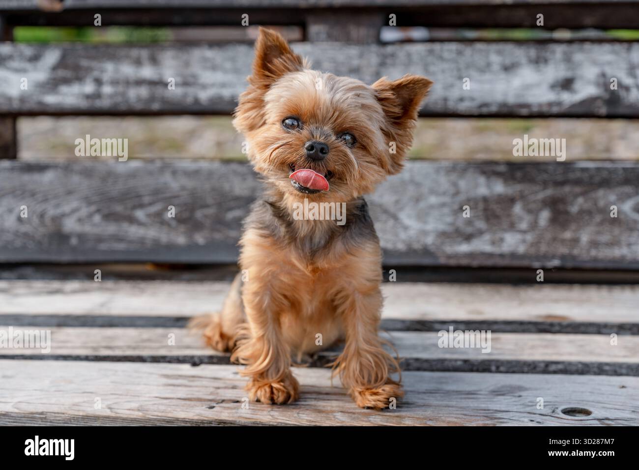 Yorkshire Terrier sitzt im Sommer auf einer Sitzbank im Freien Stockfoto