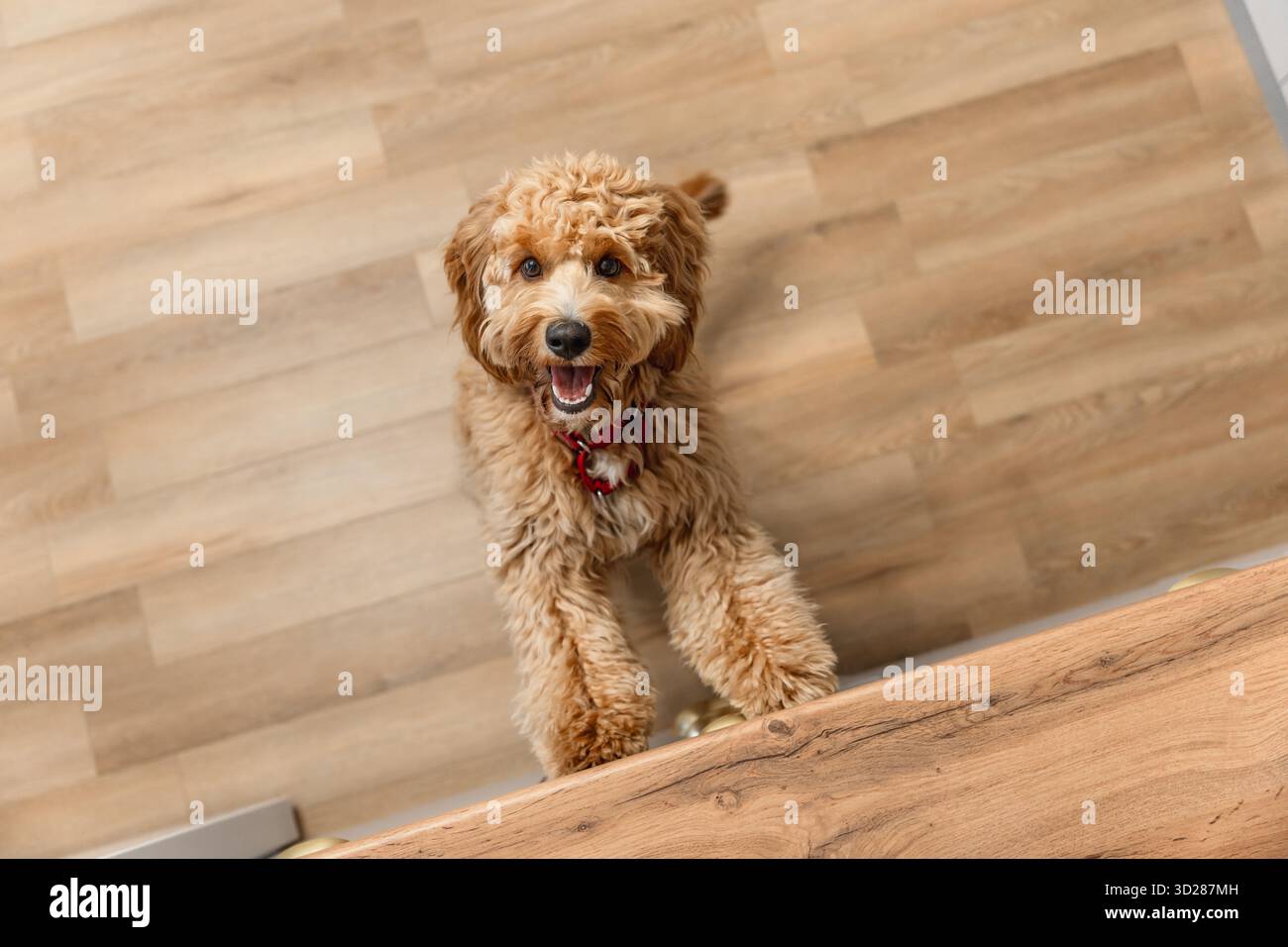 Ein brauner, lockiger Labradoodle- oder Goldendoodle-Hund bettelt eifrig um Nahrung, steht auf seinen Hinterbeinen in einer Küche Stockfoto