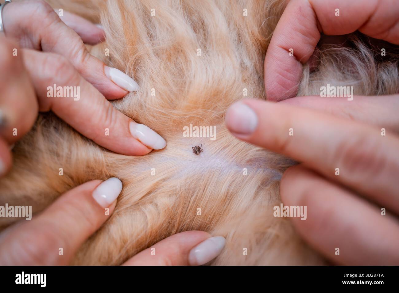 Eine Frau nimmt eine Zecke aus der Wolle eines lockigen Hundes Stockfoto