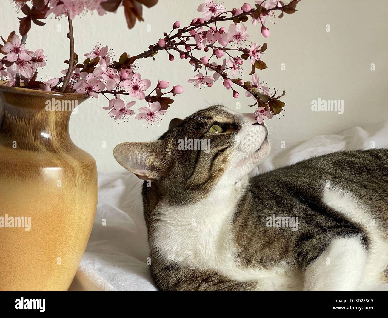 Katze in Entspannung nach dem Heim-Spa, riechende Kirschblüten drinnen, süße Hauskatze mit Frühlingsblumen Stockfoto