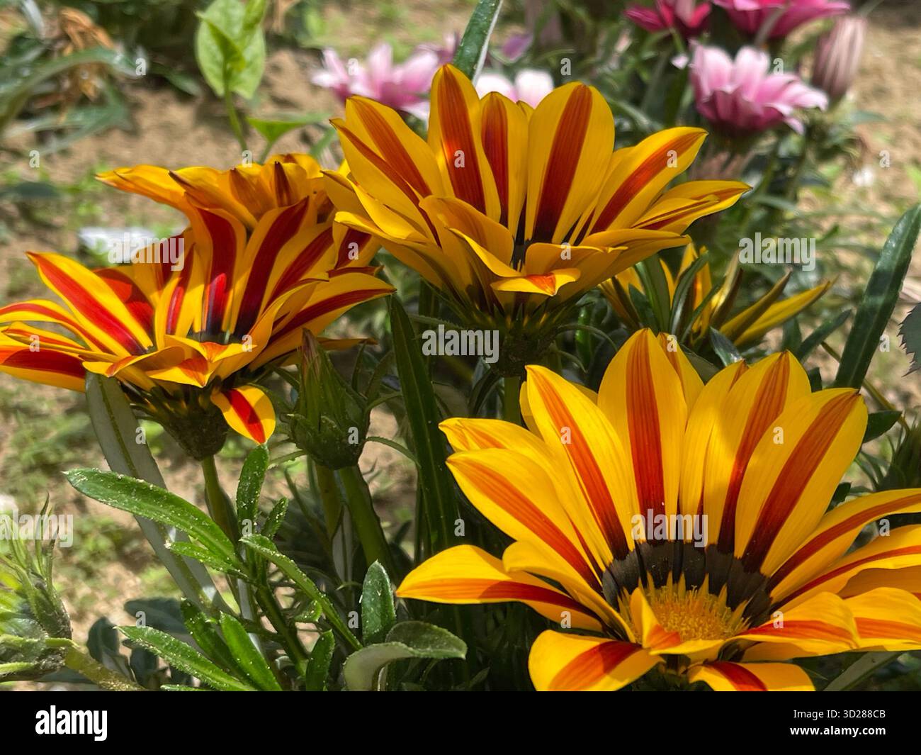 Gelbe und rote Gazanienblüten im Garten, gestreifte Blütenblätter in Nahaufnahme, Sommerblüte in Griechenland - Smartphone-aufgenommenes Stockfoto