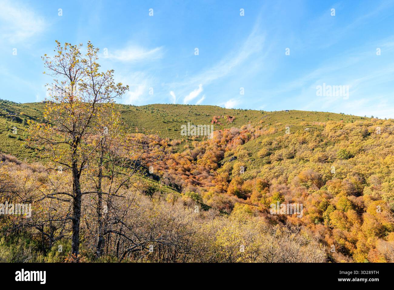 Bach Buchenwald, Naturschutzgebiet Hayedo de la Pedrosa, Herbstsaison Buchenwald Stockfoto