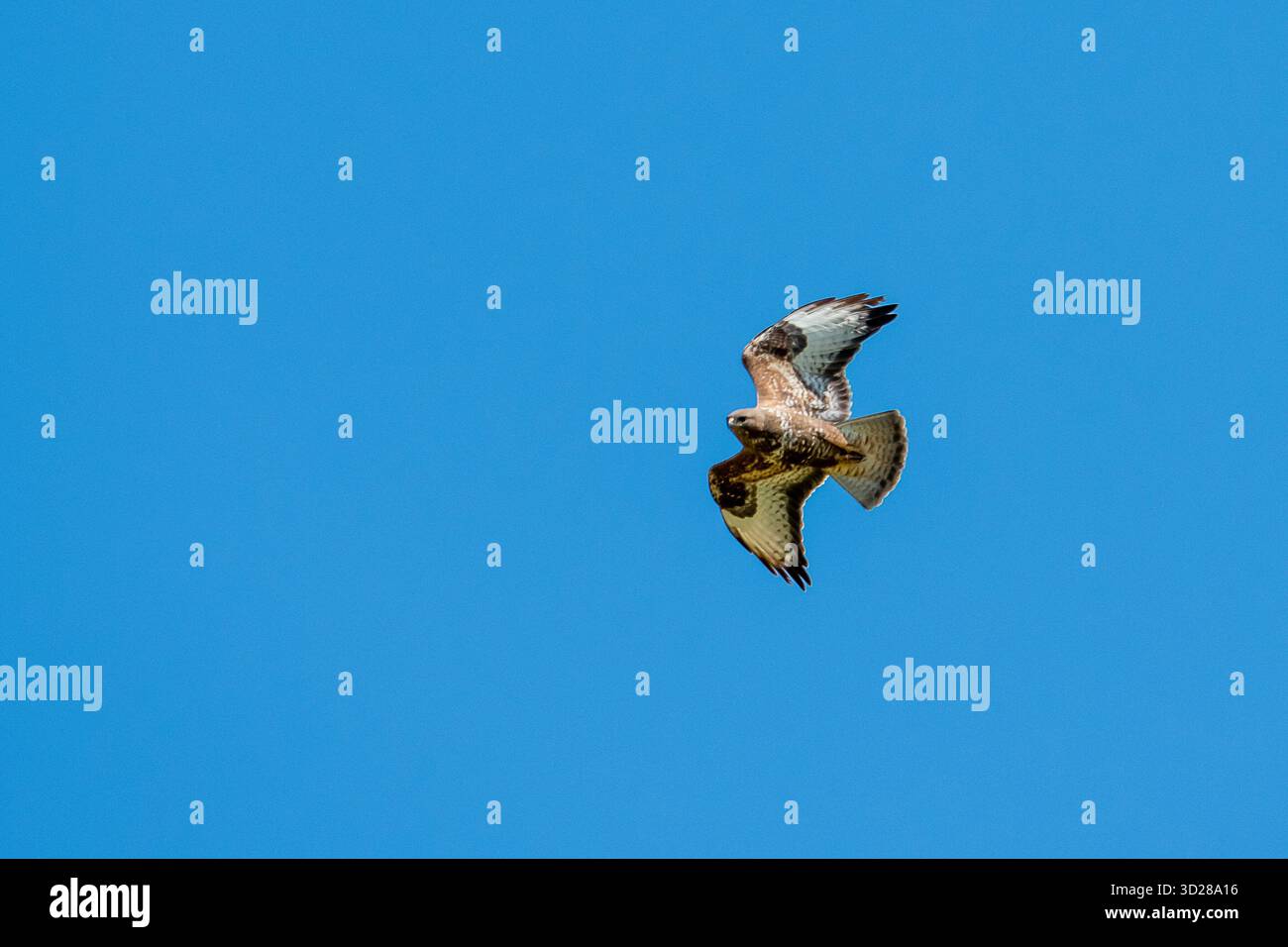Ein Falke gleitet anmutig über die offene Landschaft und zeigt seine Flügel vor einem hellblauen Himmel. Stockfoto