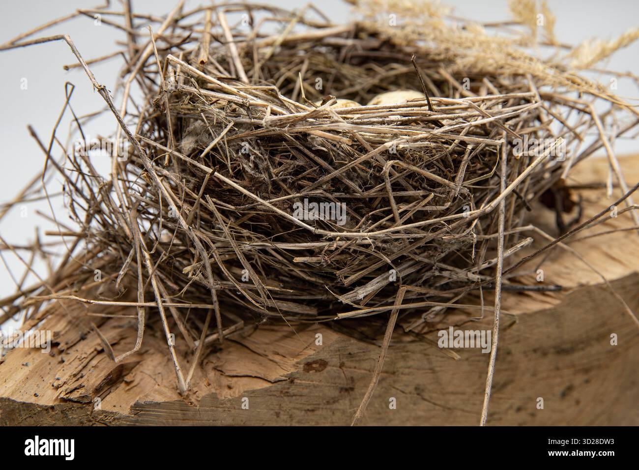 Drei Wachteleier liegen in handgemachtem Vogelnest aus trockenen Zweigen und Stroh Stockfoto