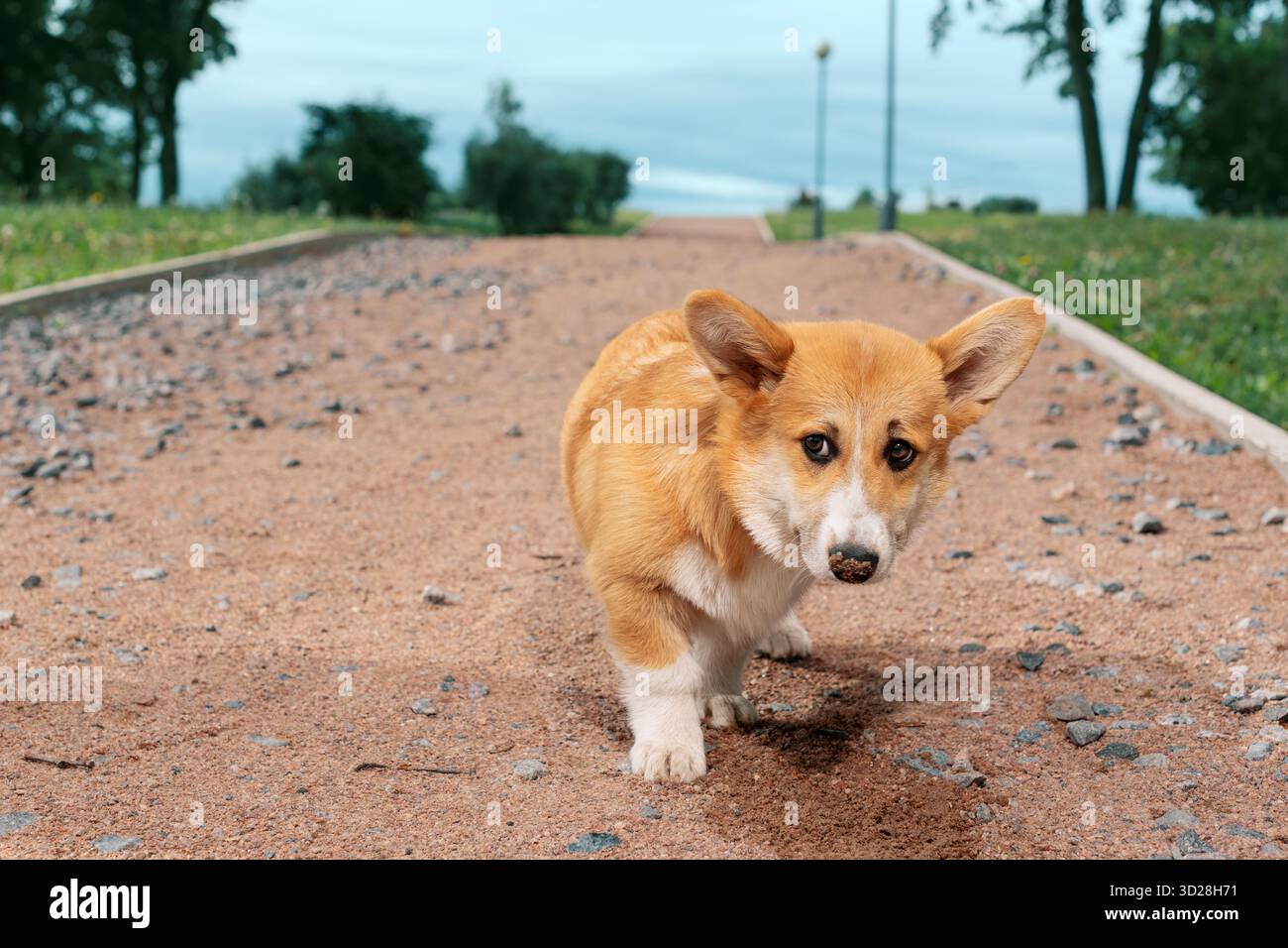 Roter Corgi mit seiner schmutzigen Nase, der auf einem Kiesweg im Park steht Stockfoto