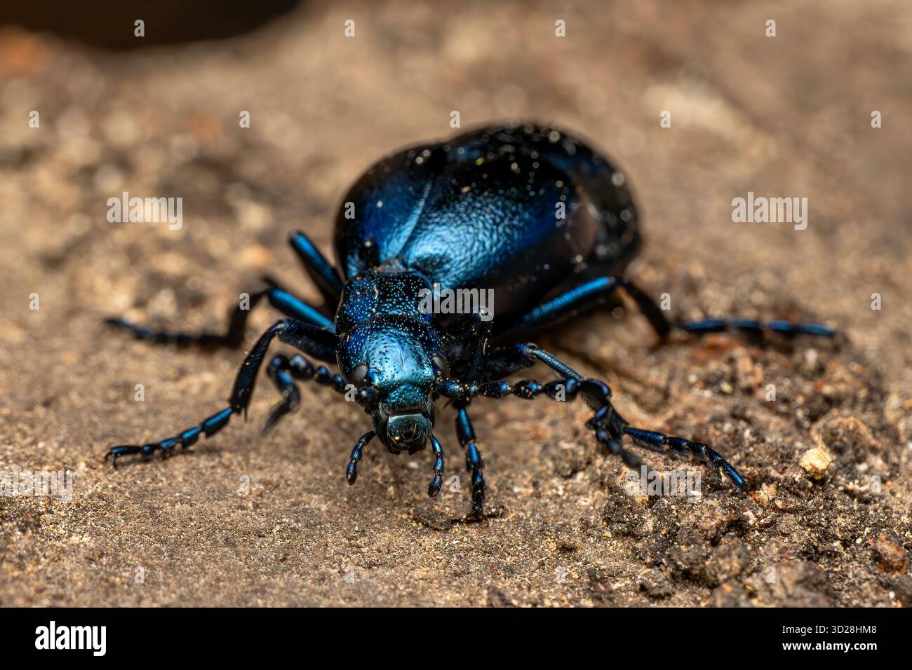Violetter Ölkäfer - Meloe violaceus, schöner giftiger Blasenkäfer aus europäischen Wiesen und Grasland, Zlin, Tschechien. Stockfoto