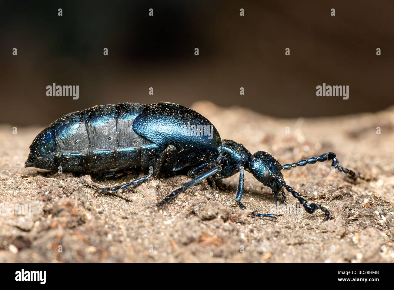 Violetter Ölkäfer - Meloe violaceus, schöner giftiger Blasenkäfer aus europäischen Wiesen und Grasland, Zlin, Tschechien. Stockfoto