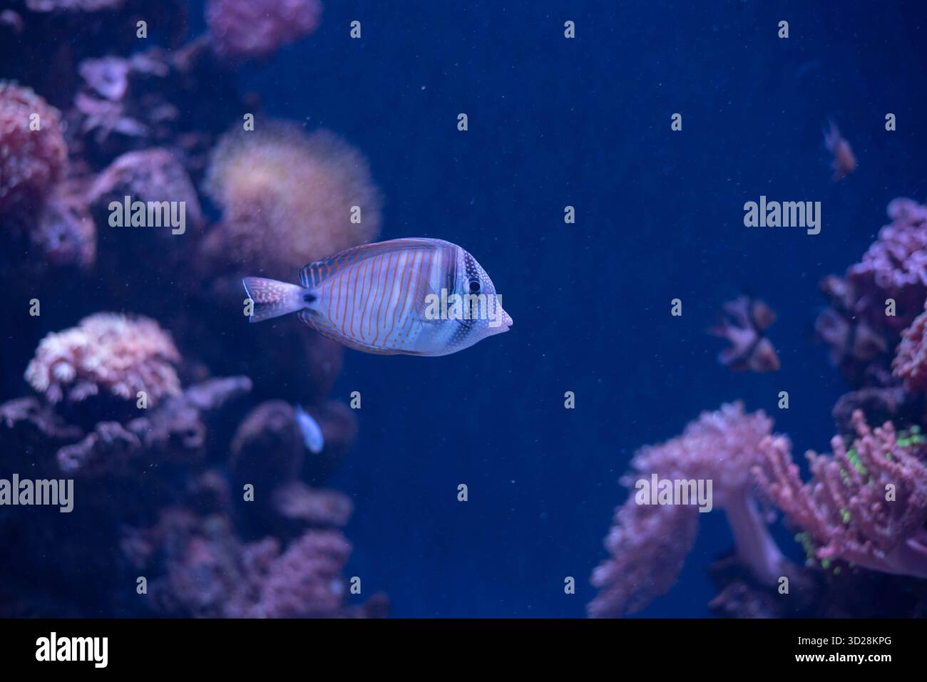 Schwalbenschwanz Chirurg - Zebrasoma velifer, Pacific Swallowtail Chirurg, Purple Swallowtail Chirurg oder Sailfin Chirurg Fisch ist ein Meeresrochenflossen Fisch, der zur Familie der Acanthuridae gehört. Stockfoto