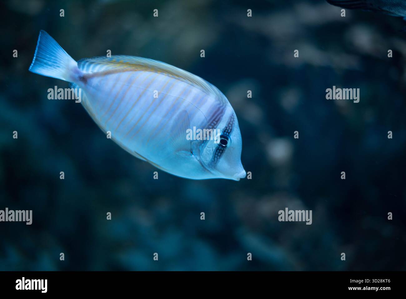 Schwalbenschwanz Chirurg - Zebrasoma velifer, Pacific Swallowtail Chirurg, Purple Swallowtail Chirurg oder Sailfin Chirurg Fisch ist ein Meeresrochenflossen Fisch, der zur Familie der Acanthuridae gehört. Stockfoto