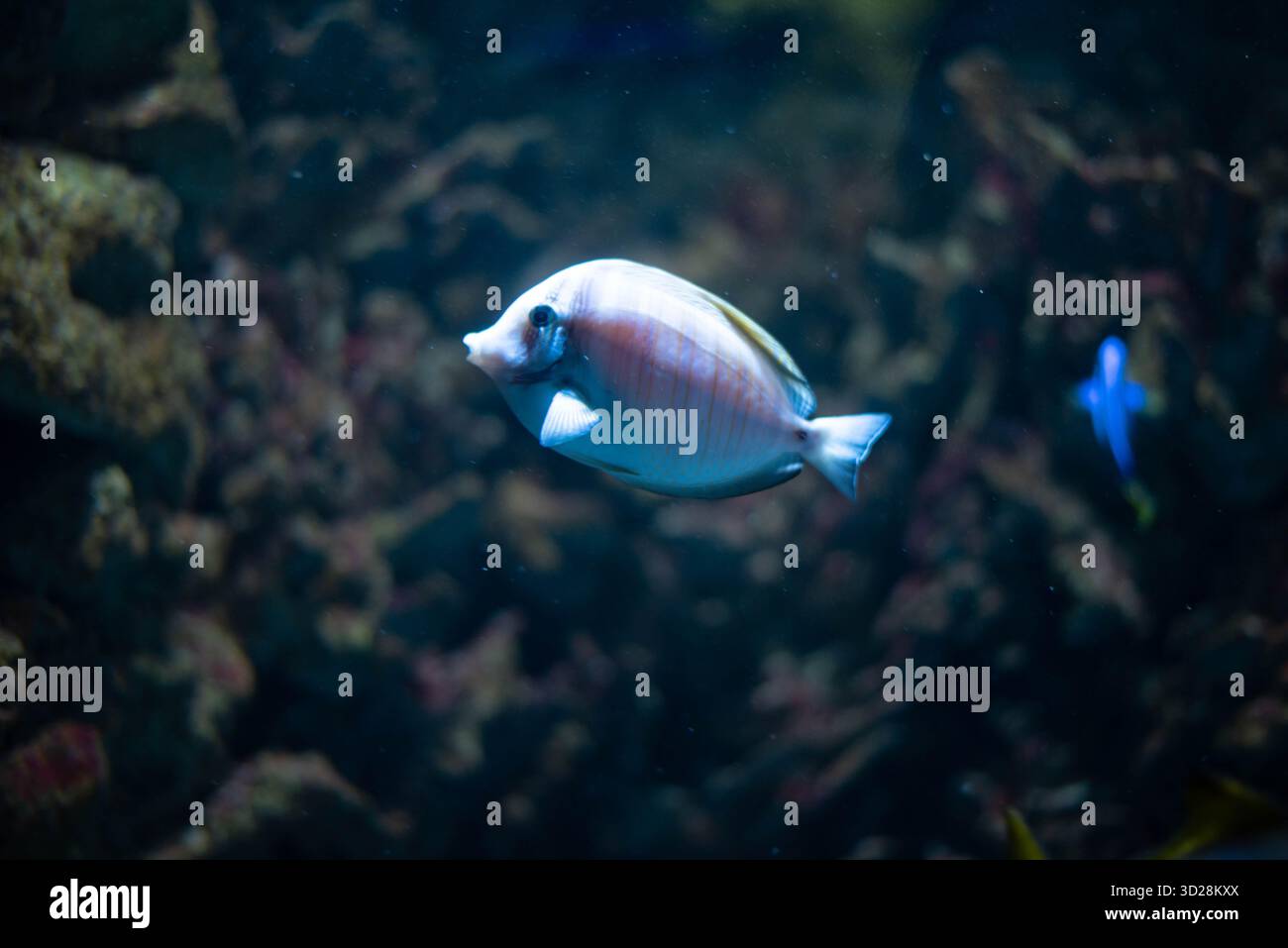 Schwalbenschwanz Chirurg - Zebrasoma velifer, Pacific Swallowtail Chirurg, Purple Swallowtail Chirurg oder Sailfin Chirurg Fisch ist ein Meeresrochenflossen Fisch, der zur Familie der Acanthuridae gehört. Stockfoto