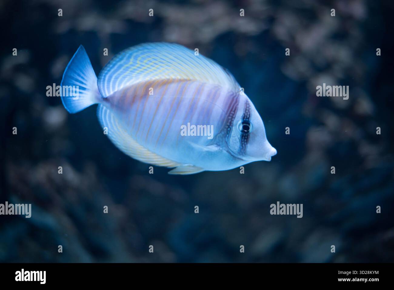 Schwalbenschwanz Chirurg - Zebrasoma velifer, Pacific Swallowtail Chirurg, Purple Swallowtail Chirurg oder Sailfin Chirurg Fisch ist ein Meeresrochenflossen Fisch, der zur Familie der Acanthuridae gehört. Stockfoto