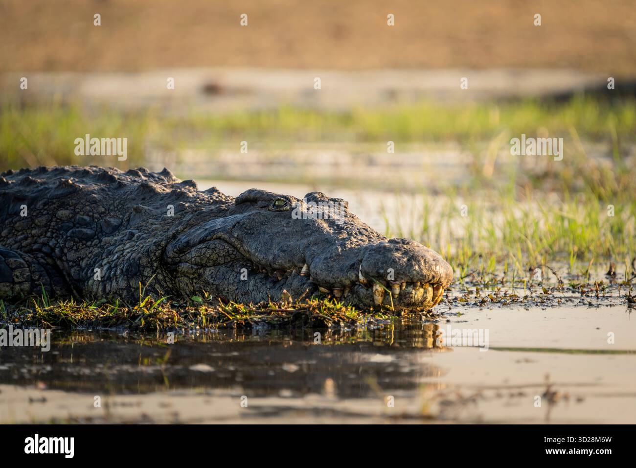 Krokodilporträt des Gesichtskopfes. Das Tier sonnt sich in der Sonne am Ufer des Flusses. Nahaufnahme des Raubtiers. Chobe Nationalpark, Botswana, Afrika Stockfoto