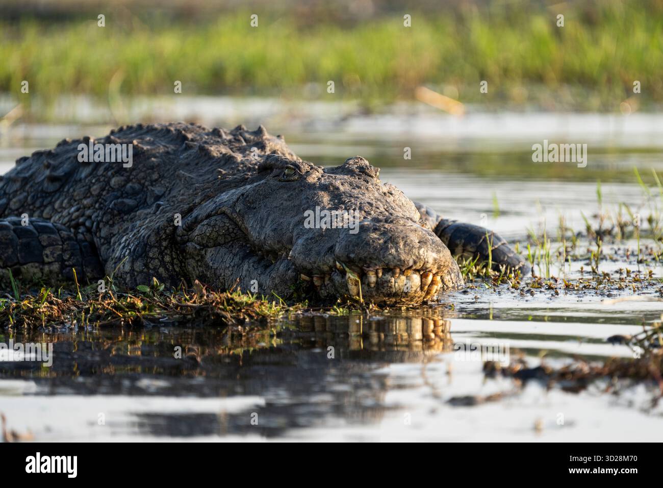 Krokodilporträt des Gesichtskopfes. Das Tier sonnt sich in der Sonne am Ufer des Flusses. Nahaufnahme des Raubtiers. Chobe Nationalpark, Botswana, Afrika Stockfoto