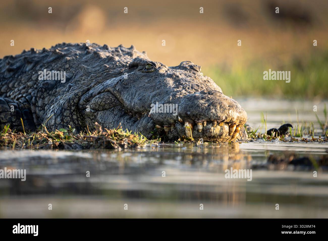 Krokodilporträt des Gesichtskopfes. Das Tier sonnt sich in der Sonne am Ufer des Flusses. Nahaufnahme des Raubtiers. Chobe Nationalpark, Botswana, Afrika Stockfoto