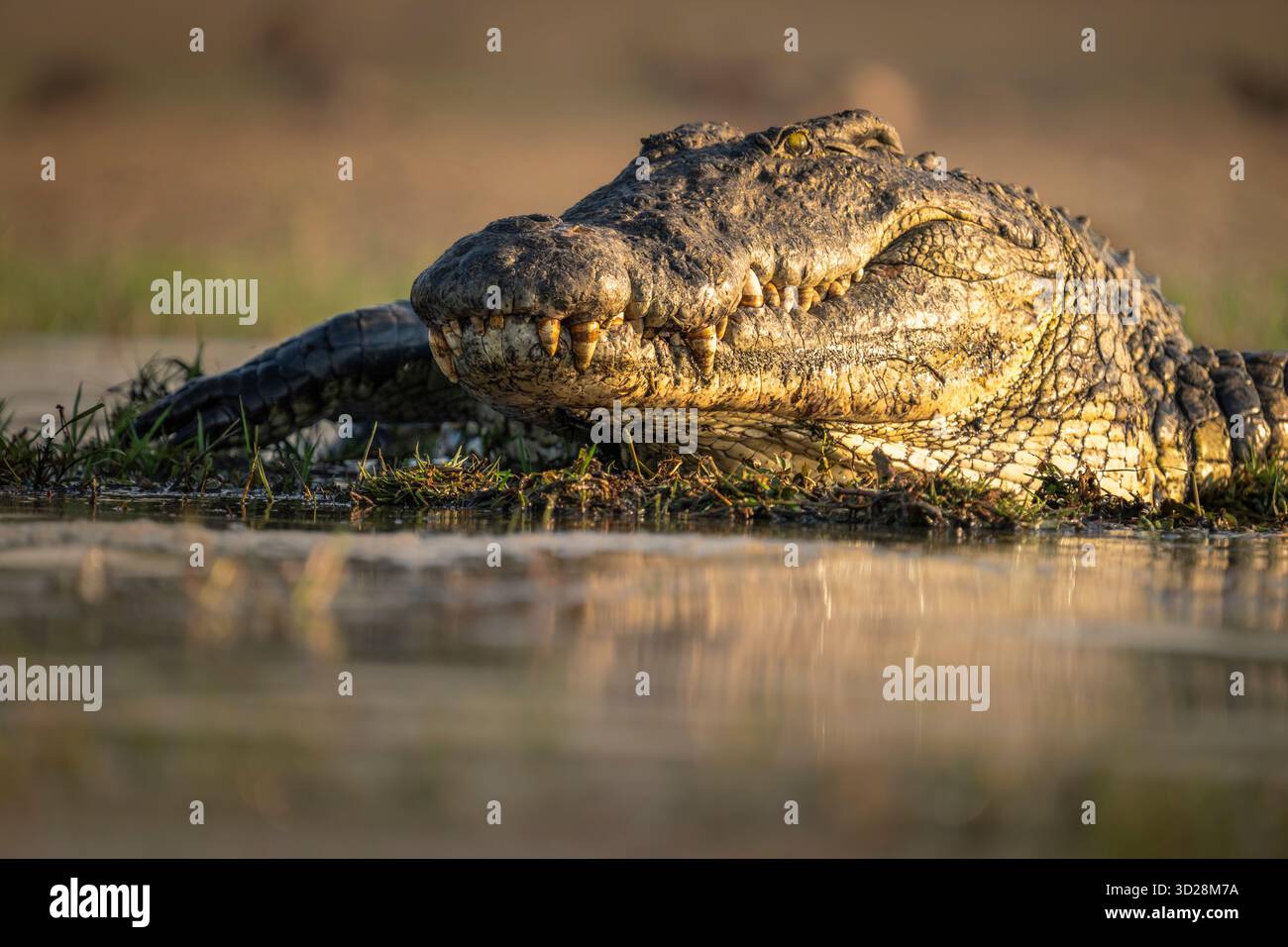 Krokodilporträt des Gesichtskopfes. Das Tier sonnt sich in der Sonne am Ufer des Flusses. Nahaufnahme des Raubtiers. Chobe Nationalpark, Botswana, Afrika Stockfoto