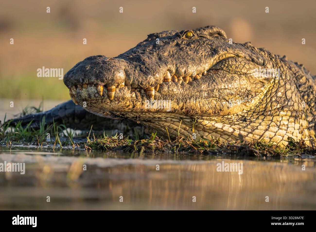Krokodilporträt des Gesichtskopfes. Das Tier sonnt sich in der Sonne am Ufer des Flusses. Nahaufnahme des Raubtiers. Chobe Nationalpark, Botswana, Afrika Stockfoto