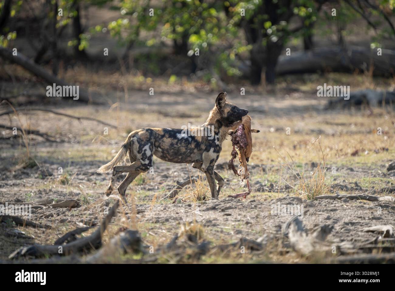 Junger Wildhund, afrikanischer Painted Dog (Lycaon pictus), ein Junges hält ein totes Baby Impala im Mund. Kafue Nationalpark, Botswana, Afrika Stockfoto