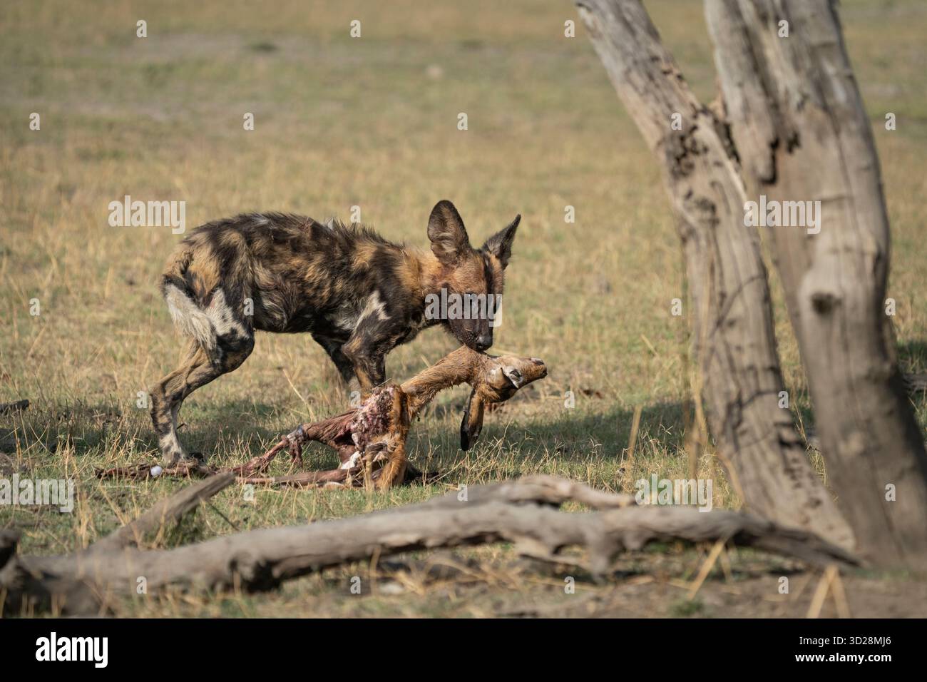 Junger Wildhund, afrikanischer Painted Dog (Lycaon pictus), ein Junges hält ein totes Baby Impala im Mund. Kafue Nationalpark, Botswana, Afrika Stockfoto