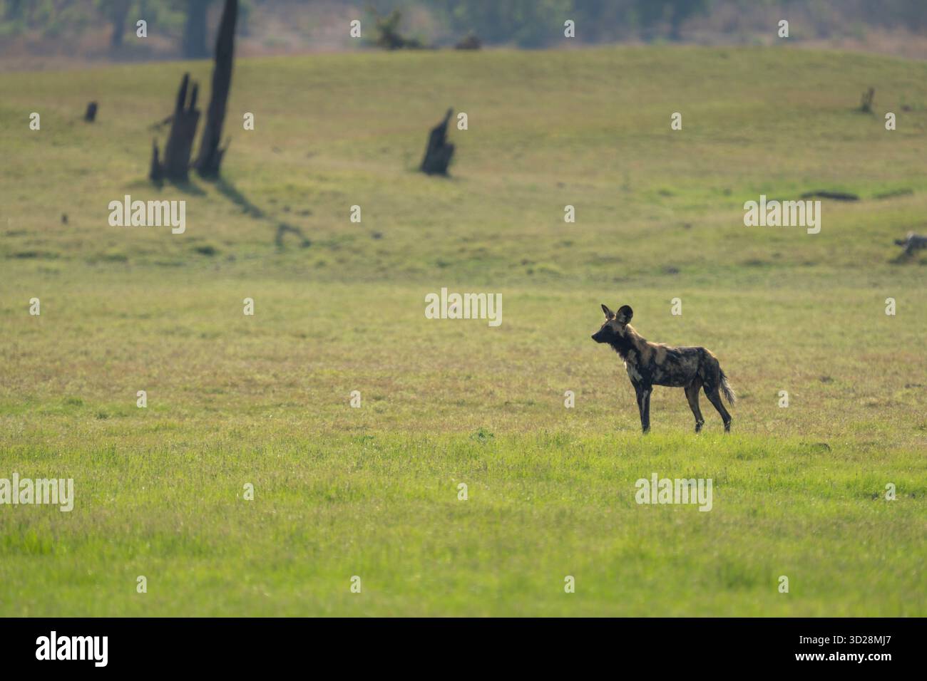 Wild Dog, afrikanischer gemalter Hund (Lycaon pictus) Porträt des wilden Tieres. Kafue Nationalpark, Botswana, Afrika Stockfoto