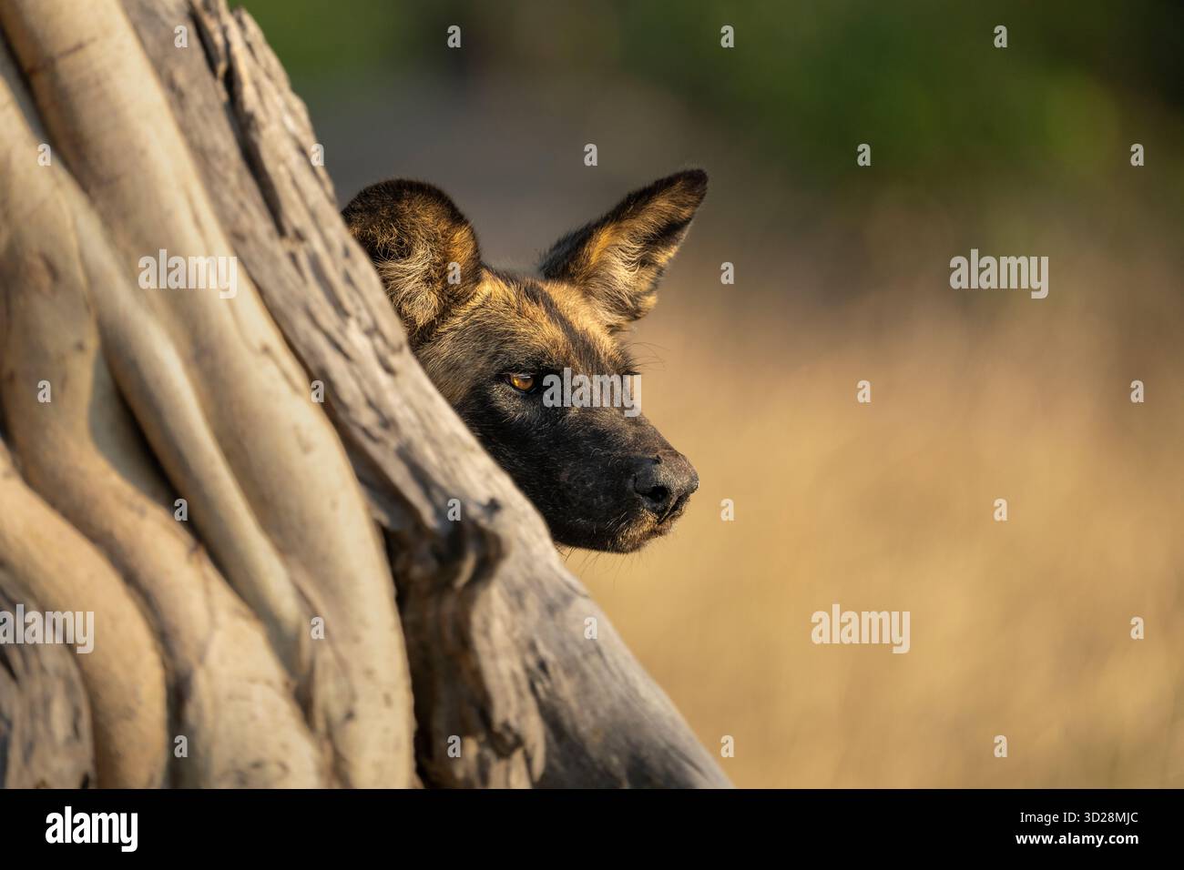 Wild Dog, African Painted Dog (Lycaon pictus), der hinter einem Baum blickt. Gesichtsseitenansicht des adulten Tieres. Kafue Nationalpark, Botswana, Afrika Stockfoto