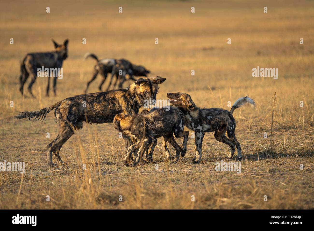 Wilde Hunde, afrikanische bemalte Hunde (Lycaon pictus). Gefährdete Tiere, die in der Wildnis spielen. Gruppe wilder Hunde. Kafue Nationalpark, Sambia, Afrika Stockfoto