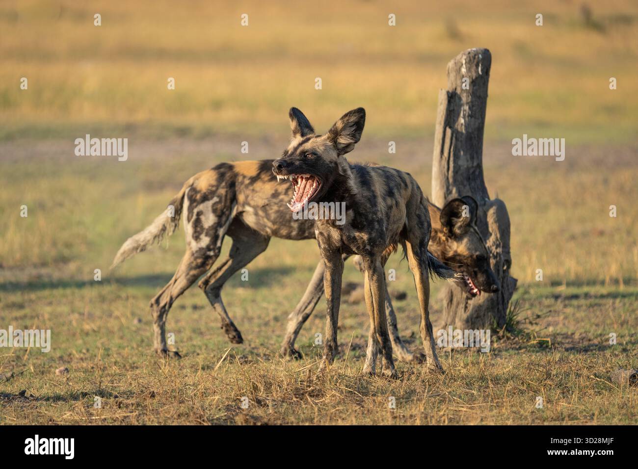 Wilde Hunde, afrikanische bemalte Hunde (Lycaon pictus). Gefährdete Tiere, die in der Wildnis spielen. Gruppe wilder Hunde. Kafue Nationalpark, Sambia, Afrika Stockfoto